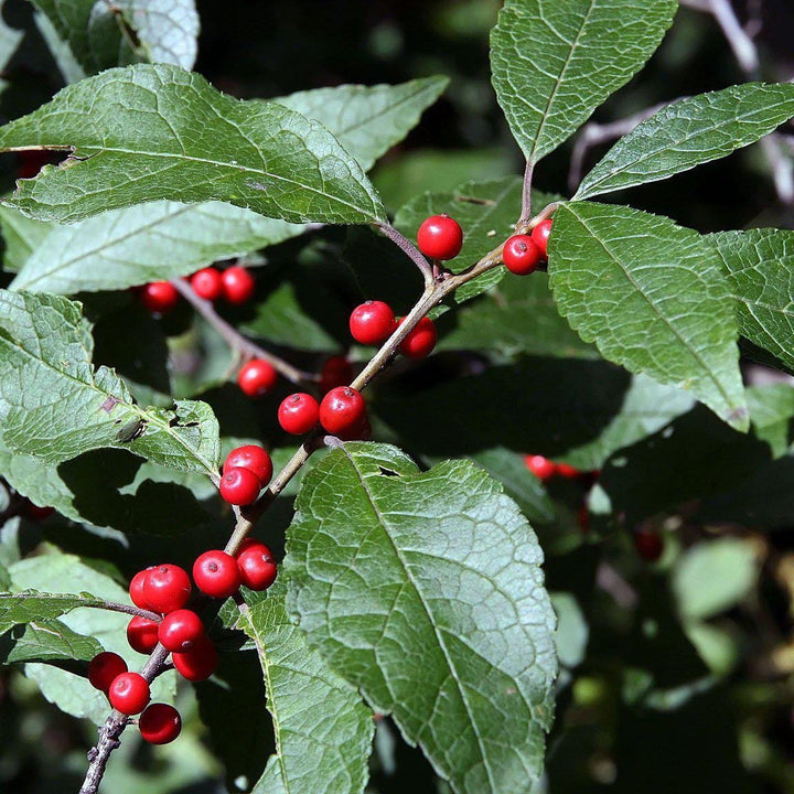 Winter Red Winterberry with heavy clusters of glossy red berries