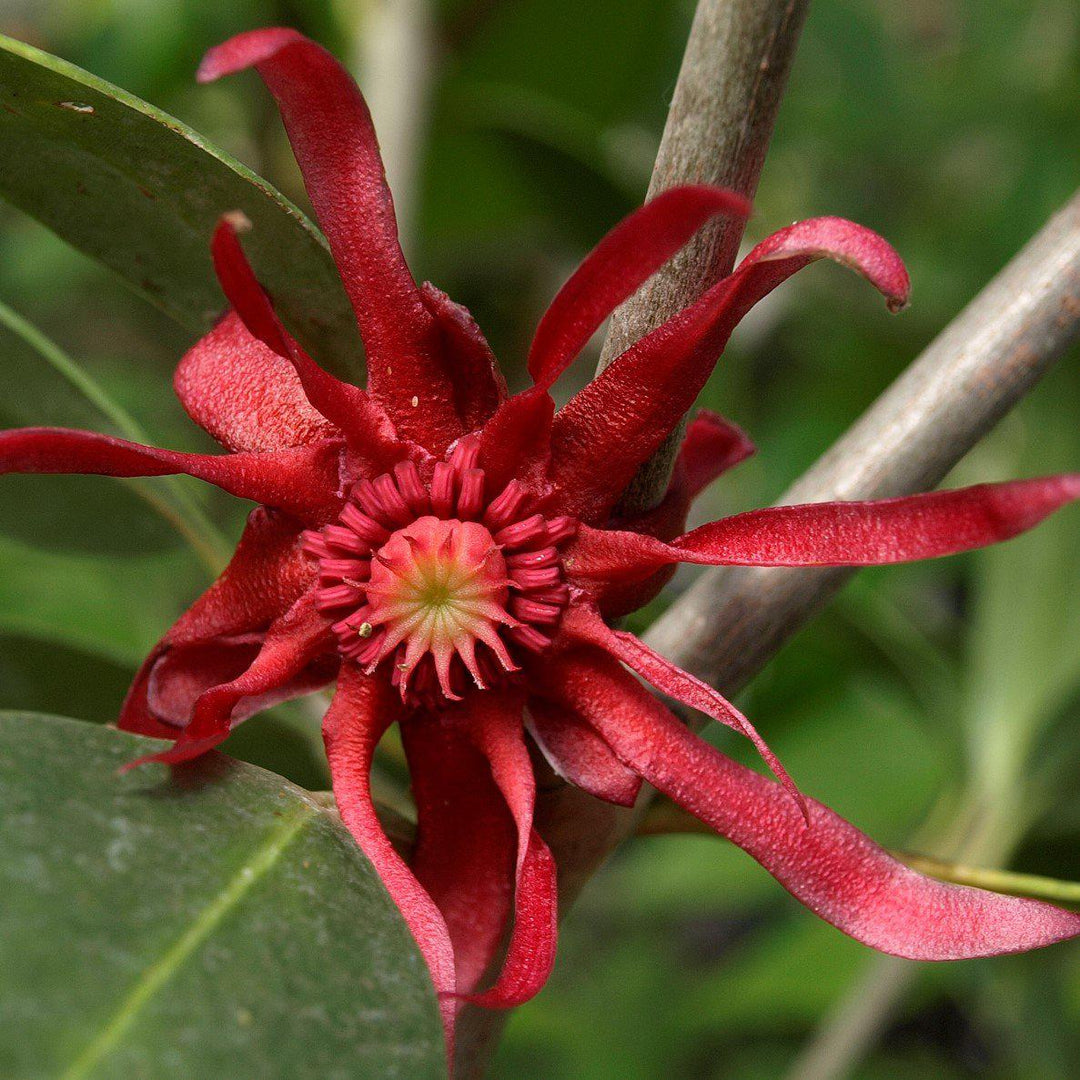 Aztec Fire Anise with burgundy red flowers and glossy green foliage