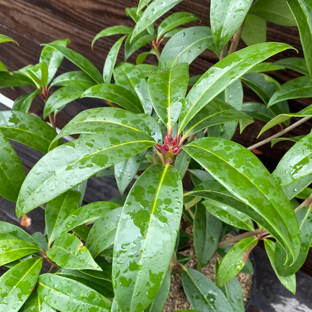 Aztec Fire Anise with burgundy red flowers and glossy green foliage