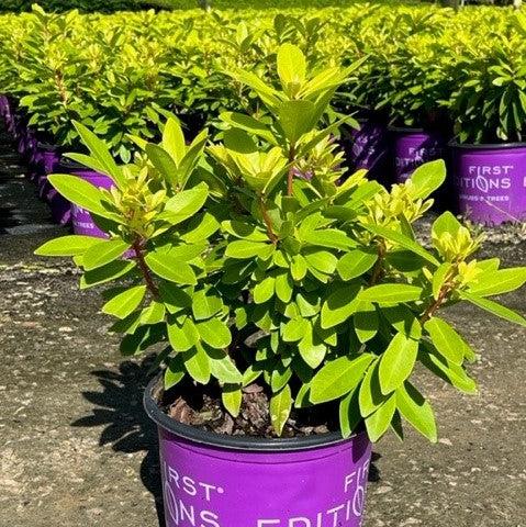 Bananappeal Anise with bright yellow aromatic evergreen foliage
