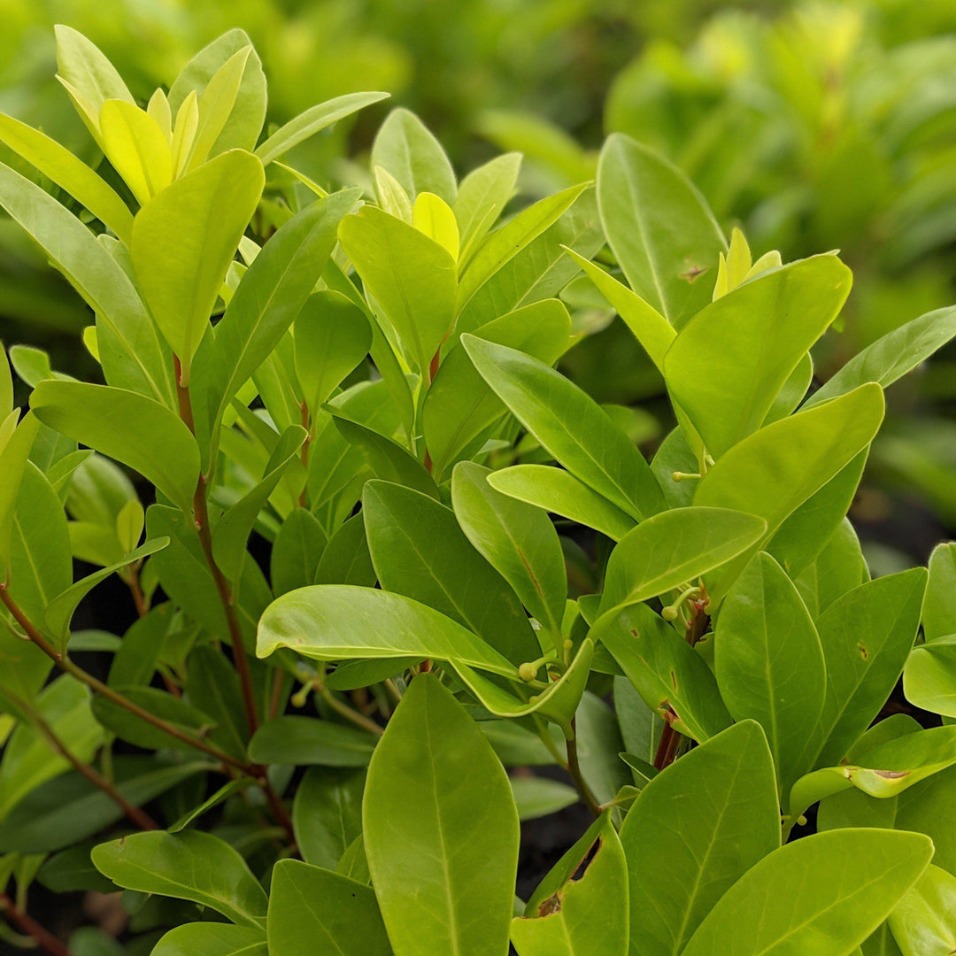 Florida Sunshine Anise with golden foliage and bright red stems