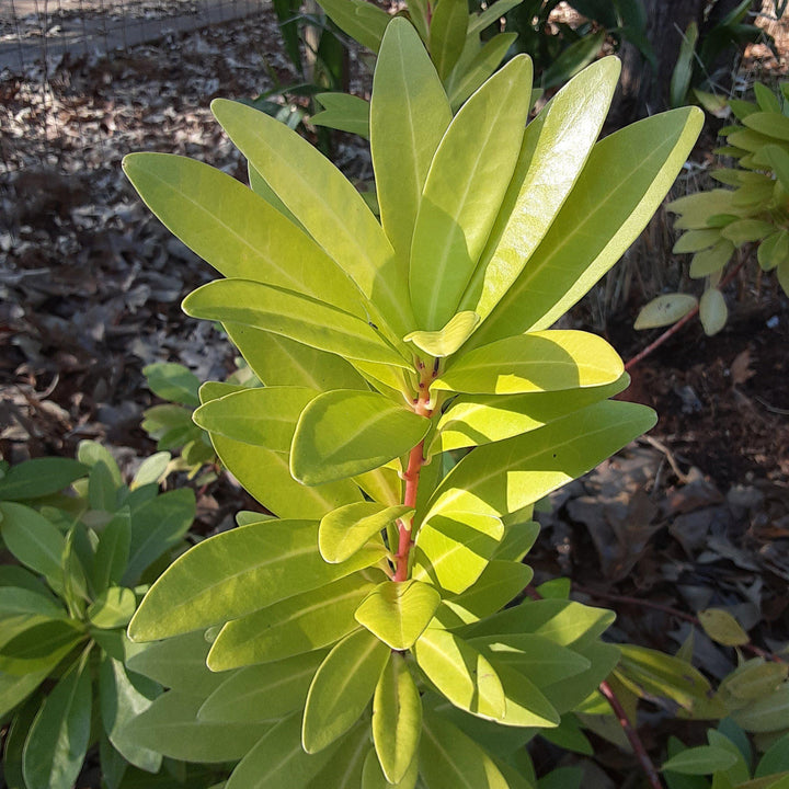 Florida Sunshine Anise with golden foliage and bright red stems