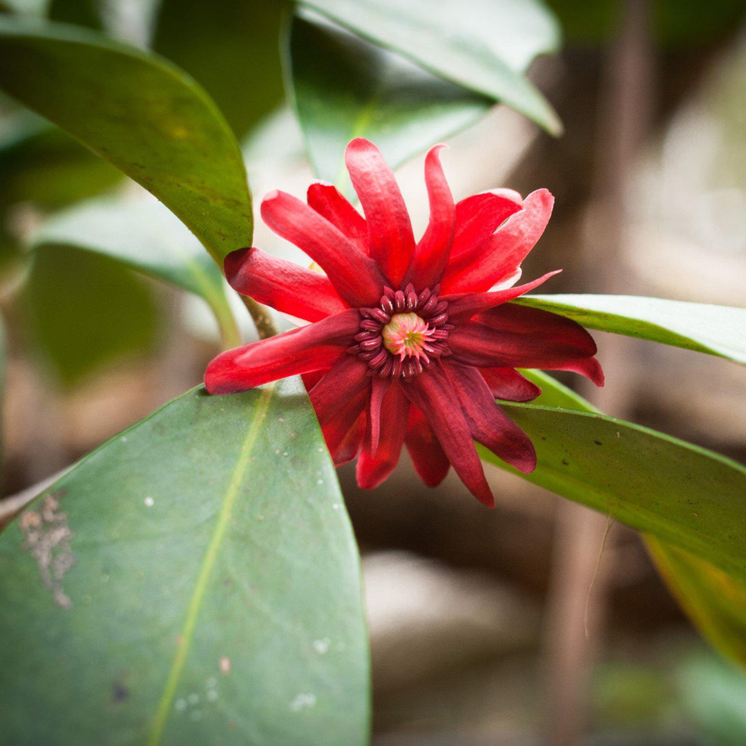 Miss Scarlett Anise with scarlet red flowers and aromatic evergreen foliage