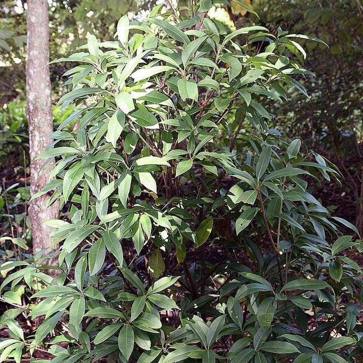 Miss Scarlett Anise with scarlet red flowers and aromatic evergreen foliage
