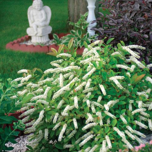 Little Henry Sweetspire with white flowers and red orange fall foliage