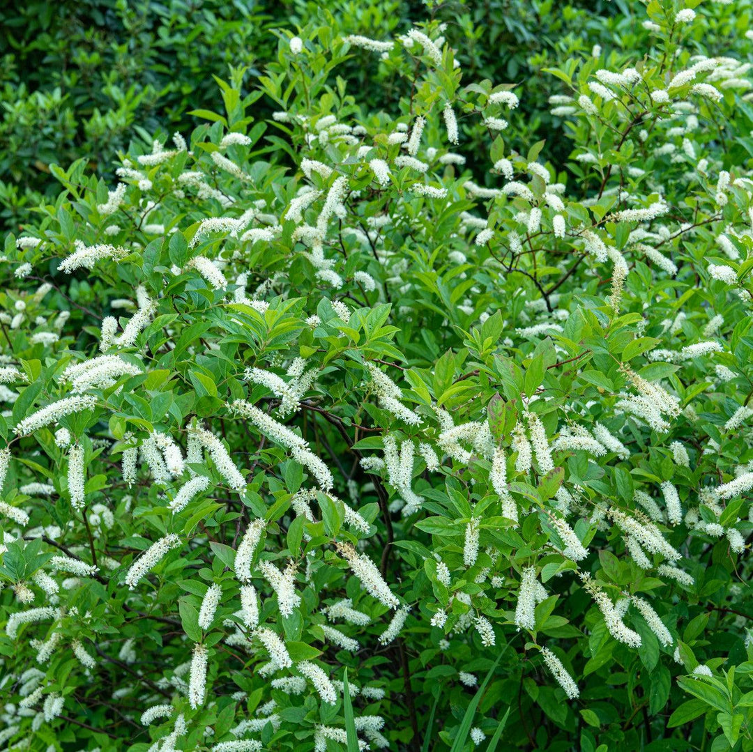 3-gallon Itea Love Child shrub by GoBuyPlants, showcasing its lush green foliage and elegant flowering branches.