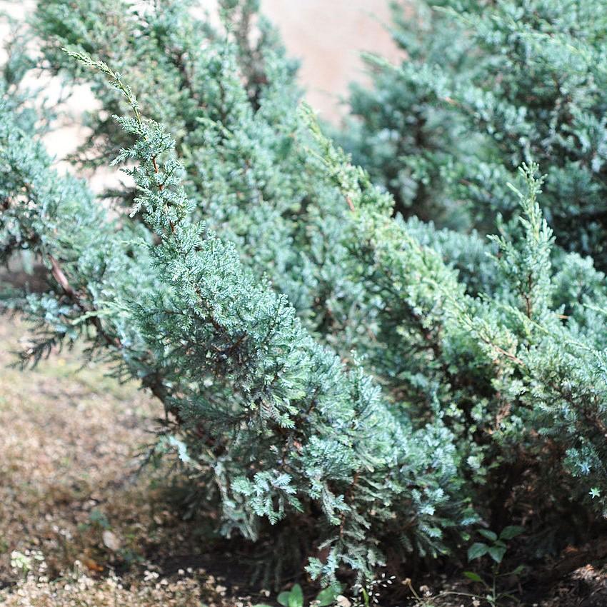Angelica Blue Juniper with arching blue green evergreen foliage