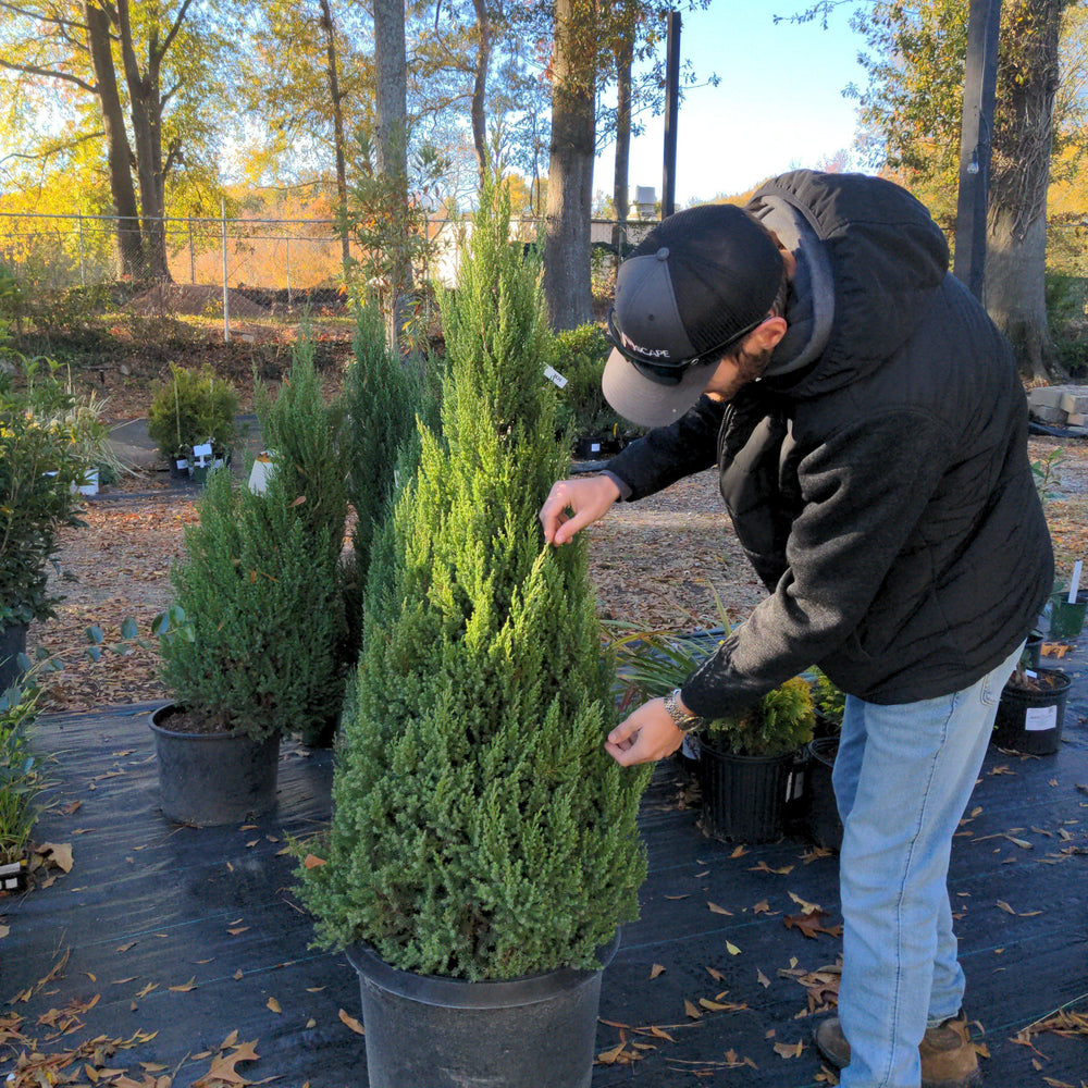 Blue Point Juniper with dense pyramidal blue green foliage