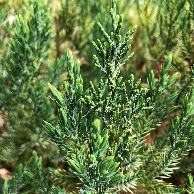 Blue Point Juniper with dense pyramidal blue green foliage