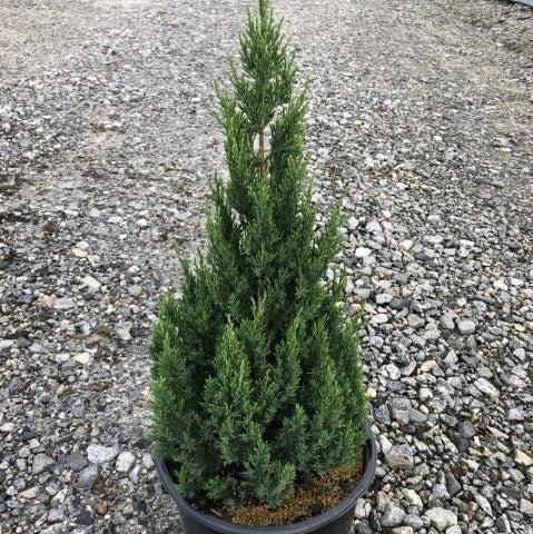 Blue Point Juniper with dense pyramidal blue green foliage
