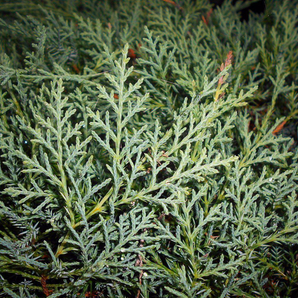 Grey Owl Juniper with soft silver gray evergreen foliage
