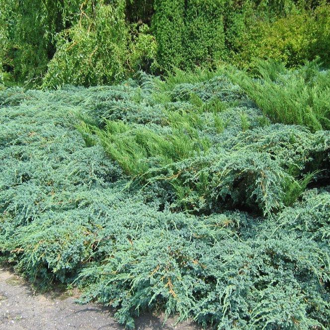 Sea Green Juniper with fountain shaped bright green evergreen foliage