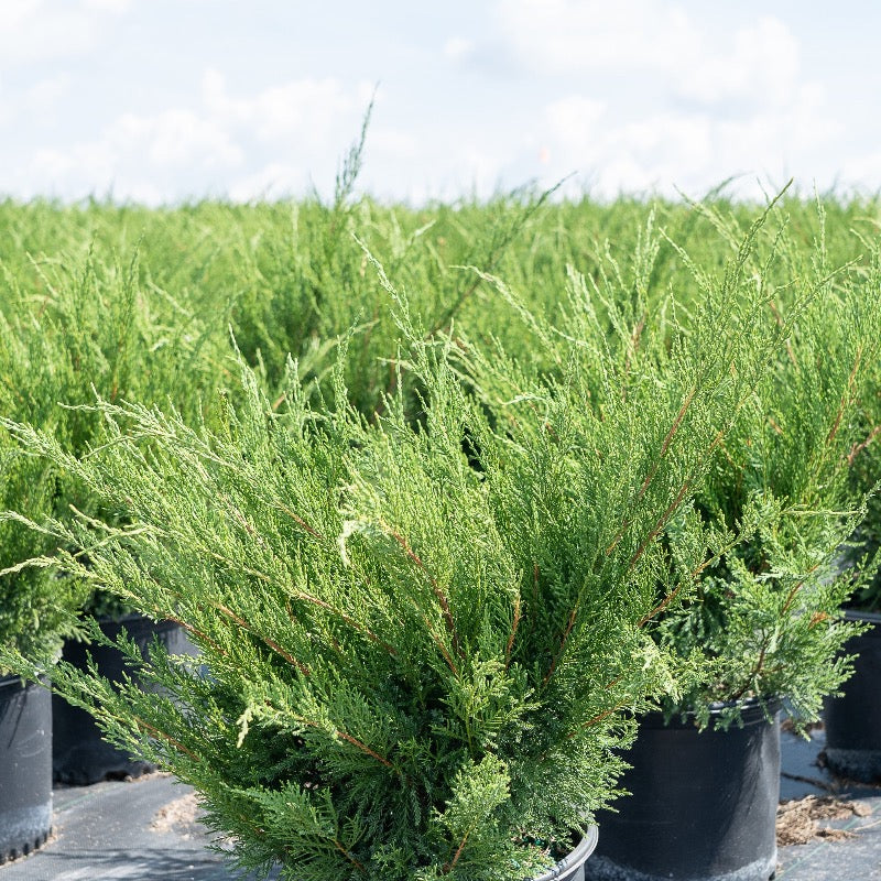 Sea Green Juniper with fountain shaped bright green evergreen foliage