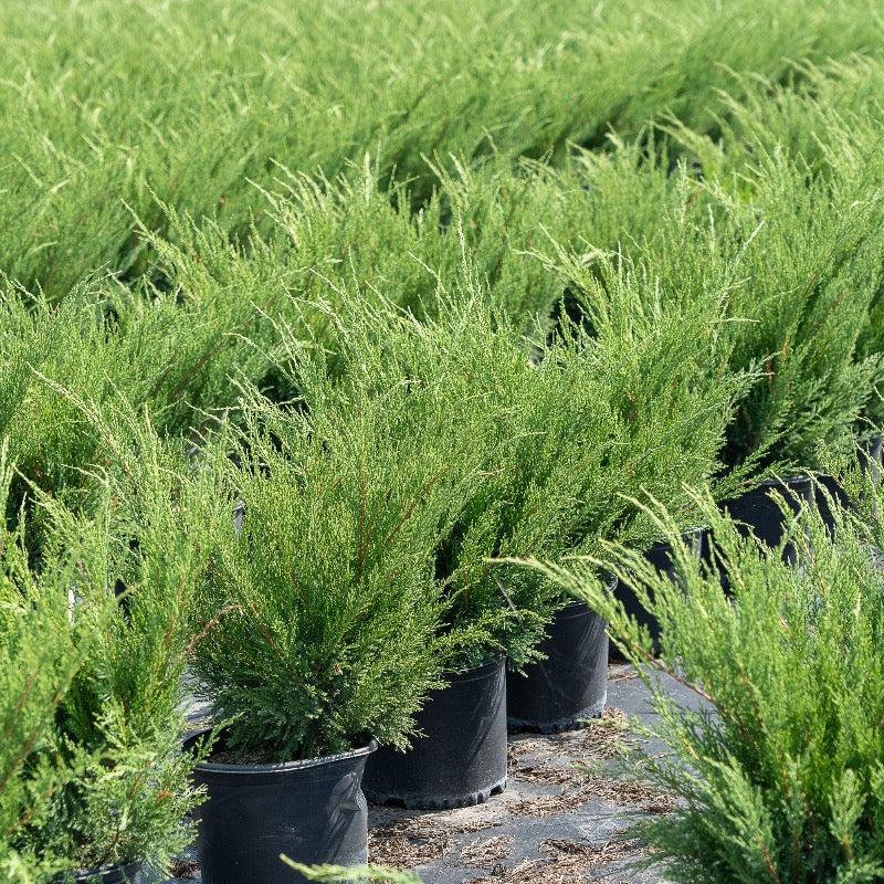 Sea Green Juniper with fountain shaped bright green evergreen foliage