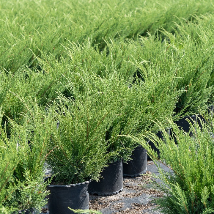 Sea Green Juniper with fountain shaped bright green evergreen foliage