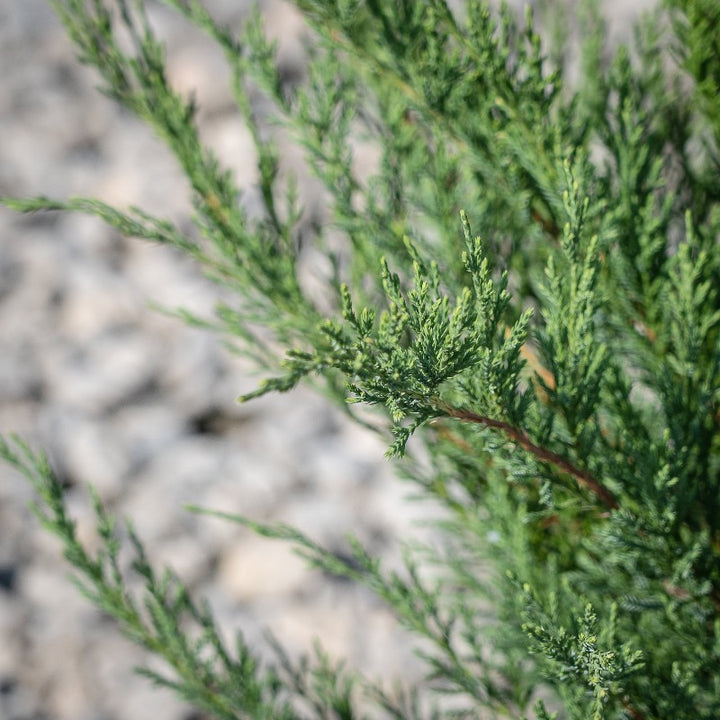 Sea Green Juniper with fountain shaped bright green evergreen foliage