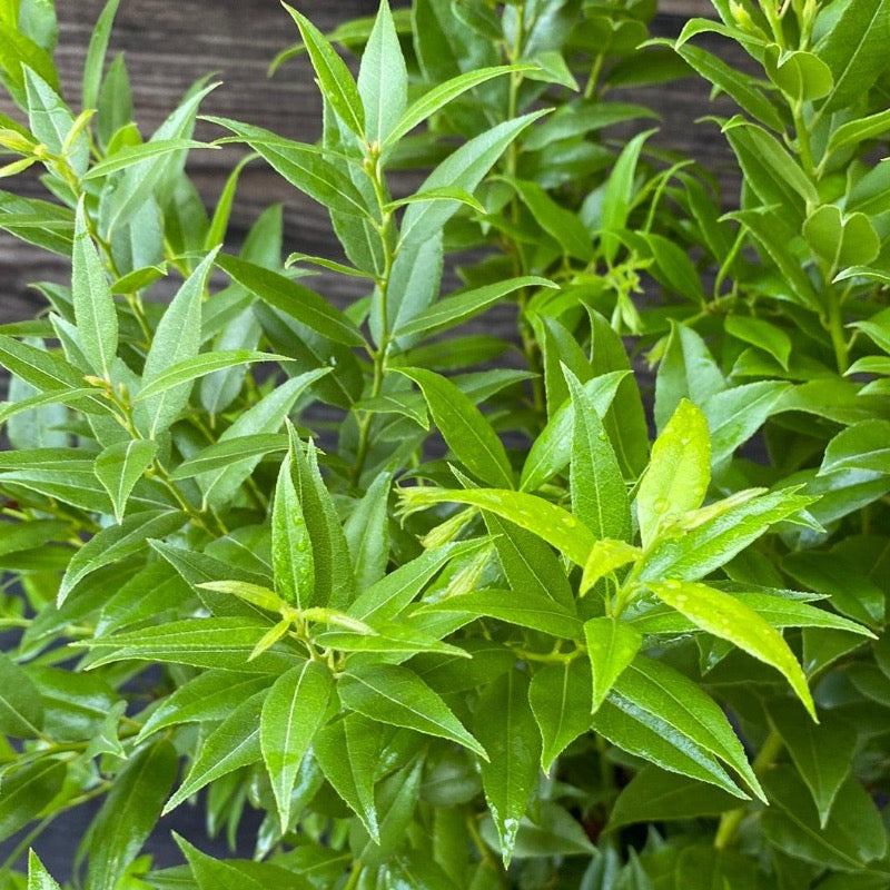 Florida Leucothoe with glossy dark green foliage and white flowers