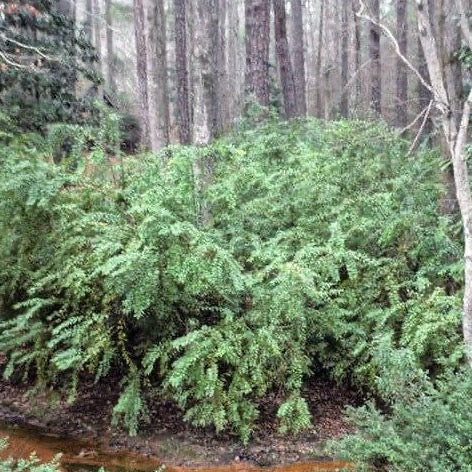 Florida Leucothoe with glossy dark green foliage and white flowers