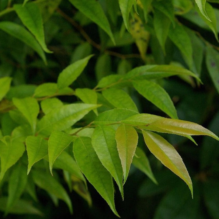 Florida Leucothoe with glossy dark green foliage and white flowers