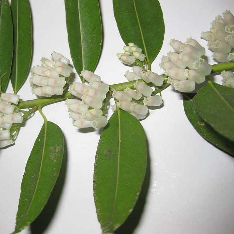 Florida Leucothoe with glossy dark green foliage and white flowers