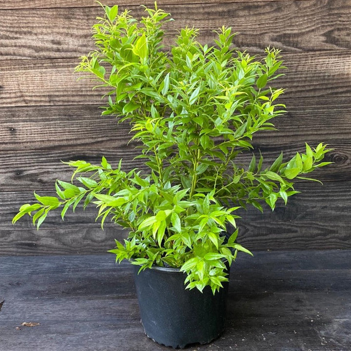 Florida Leucothoe with glossy dark green foliage and white flowers