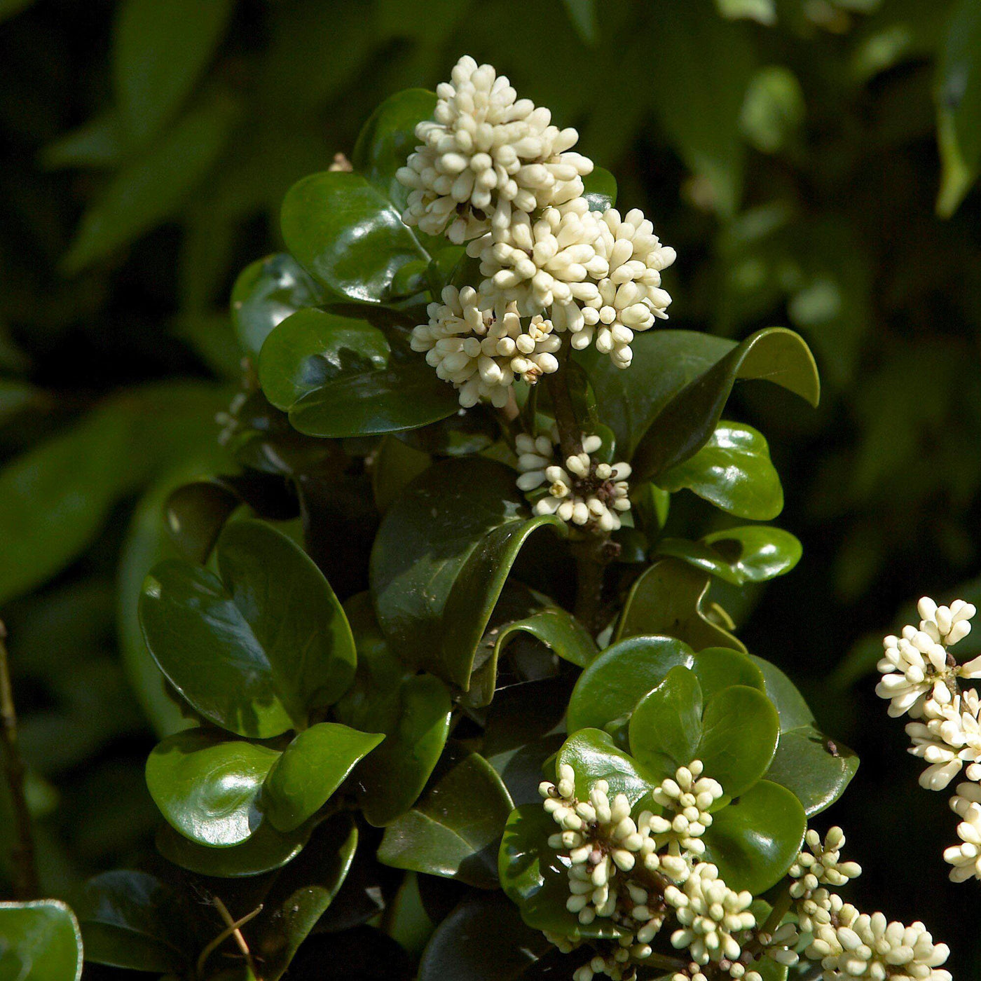 Ligustrum Coriaceum ~ Curly Leaf Japanese Privet