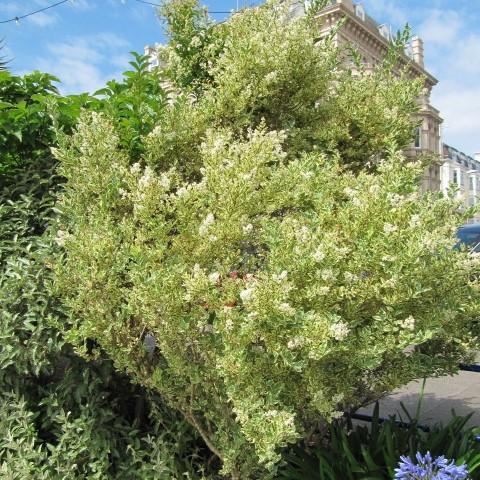 Ligustrum jap. Variegated
