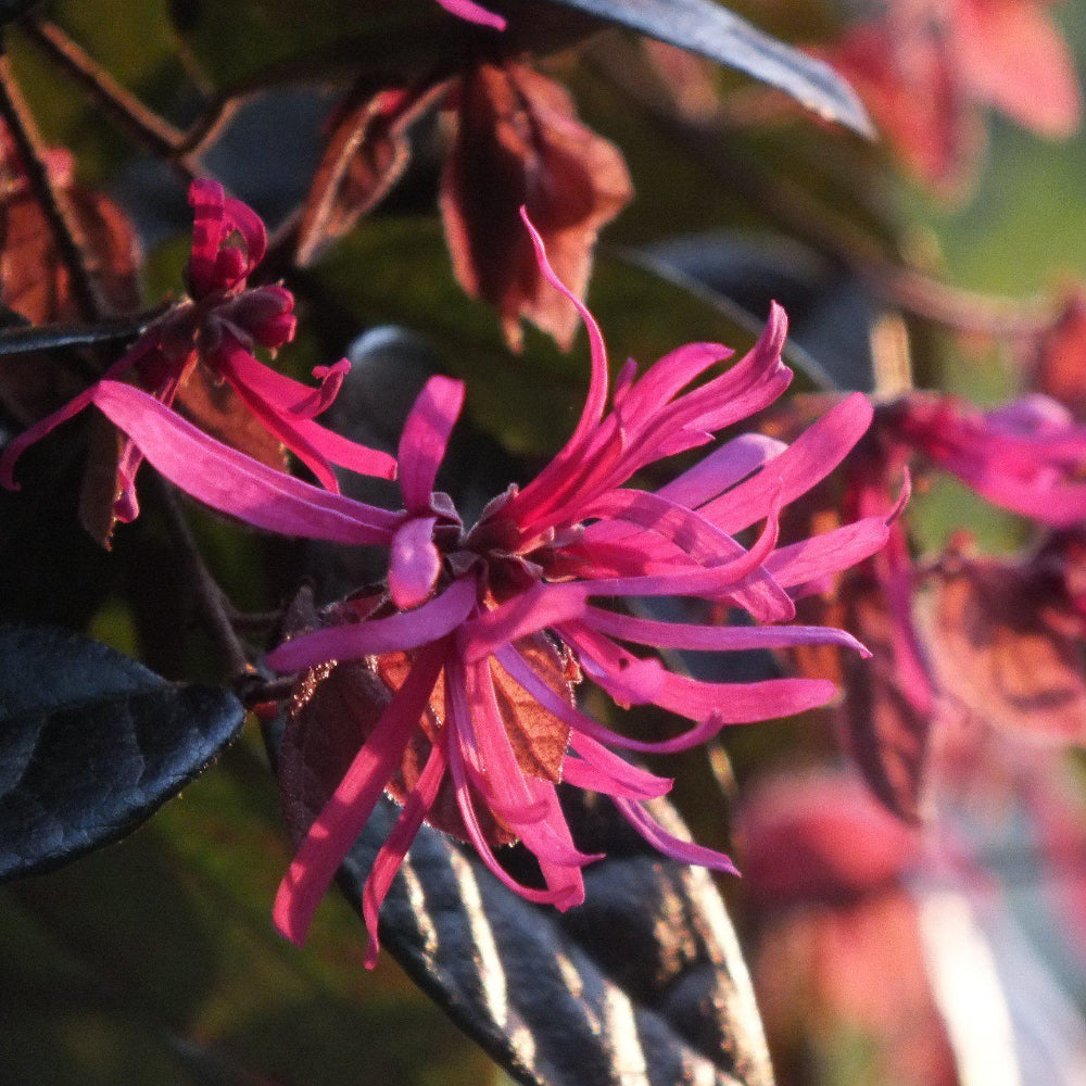 Carolina Midnight Loropetalum with dark plum foliage and fuchsia flowers