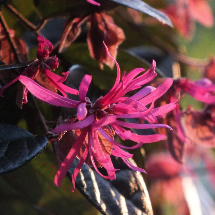 Carolina Midnight Loropetalum with dark plum foliage and fuchsia flowers