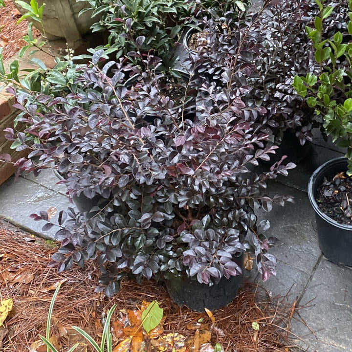 Carolina Midnight Loropetalum with dark plum foliage and fuchsia flowers