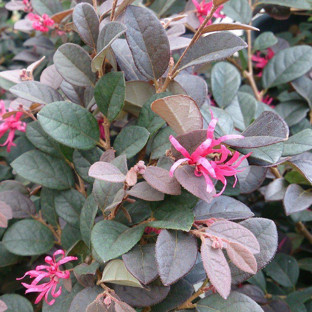 Cerise Charm Loropetalum with burgundy foliage and bright pink flowers
