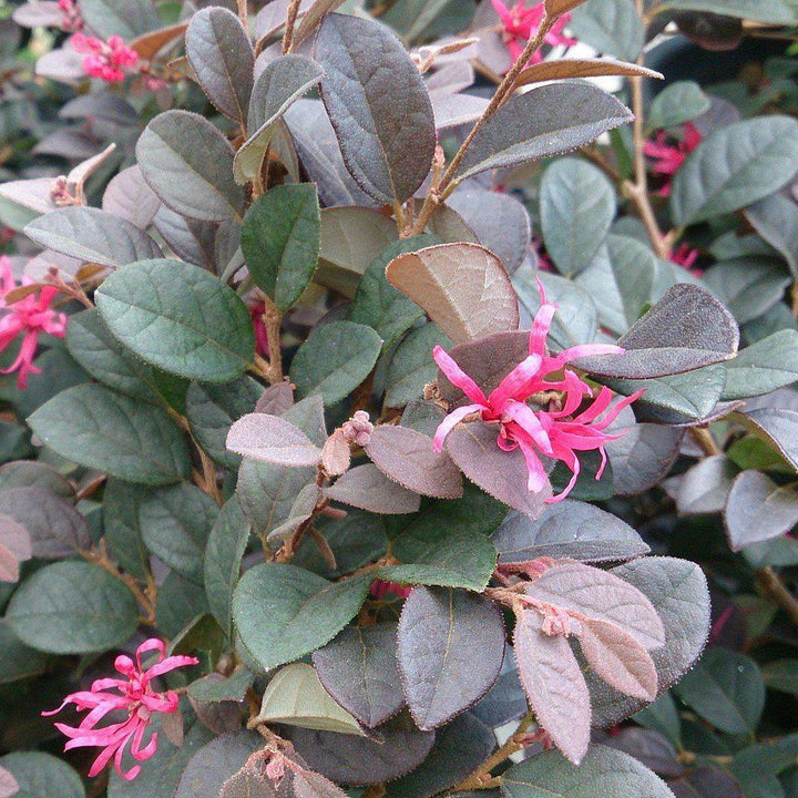 Loropetalum Cerise Charm™ | GoBuyPlants