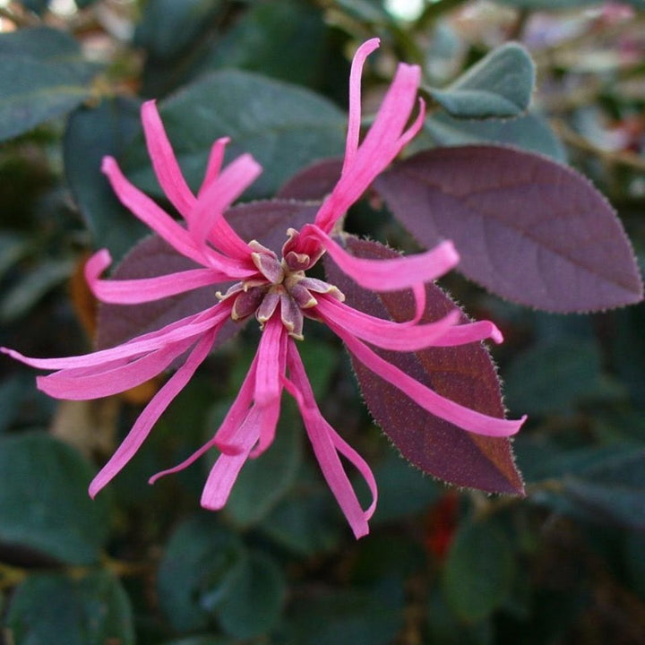 Daruma Loropetalum with burgundy foliage and hot pink flowers