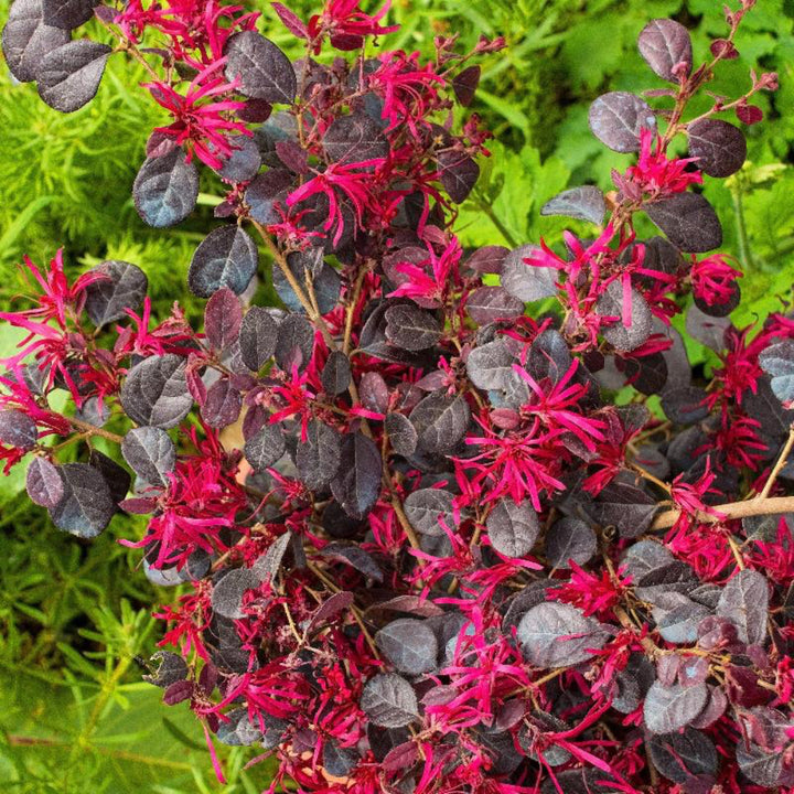 Ever Red Loropetalum with dark burgundy foliage and red pink flowers