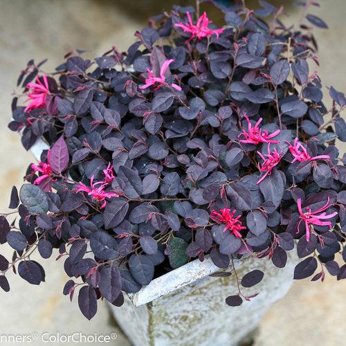 Jazz Hands Mini Loropetalum with purple foliage and bright pink flowers