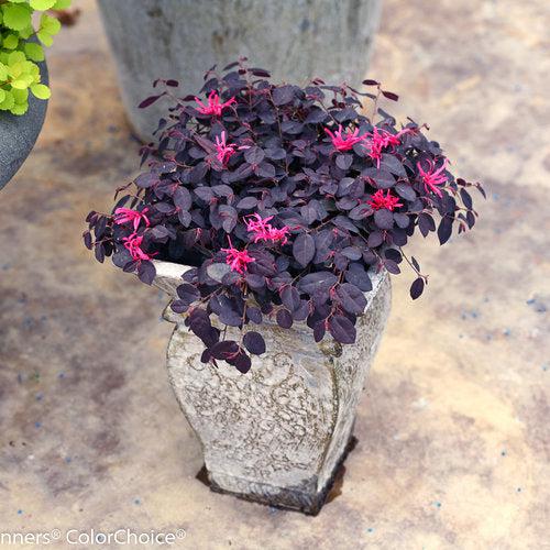Jazz Hands Mini Loropetalum with purple foliage and bright pink flowers