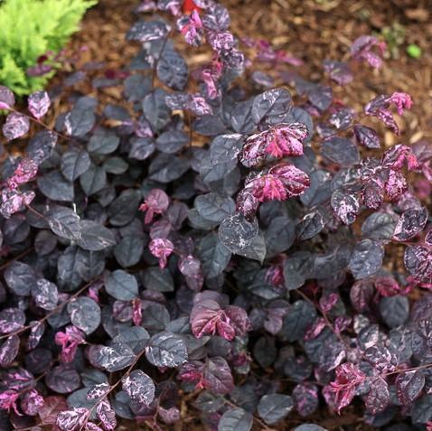 Jazz Hands Variegated Loropetalum with pink white green and burgundy foliage