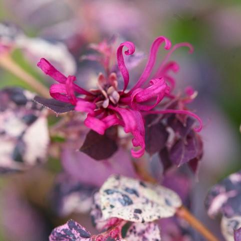 Jazz Hands Variegated Loropetalum with pink white green and burgundy foliage