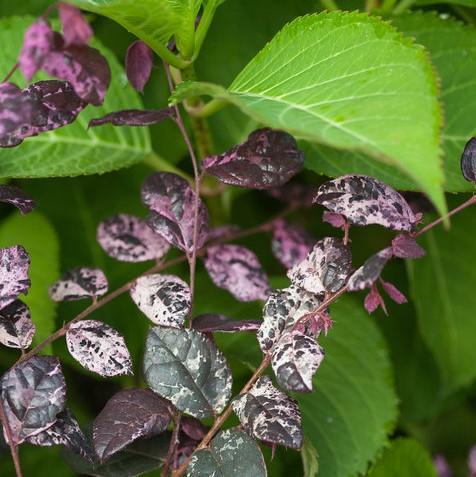 Jazz Hands Variegated Loropetalum with pink white green and burgundy foliage