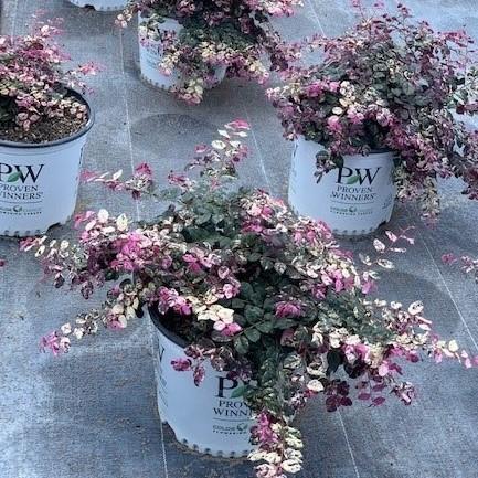 Jazz Hands Variegated Loropetalum with pink white green and burgundy foliage