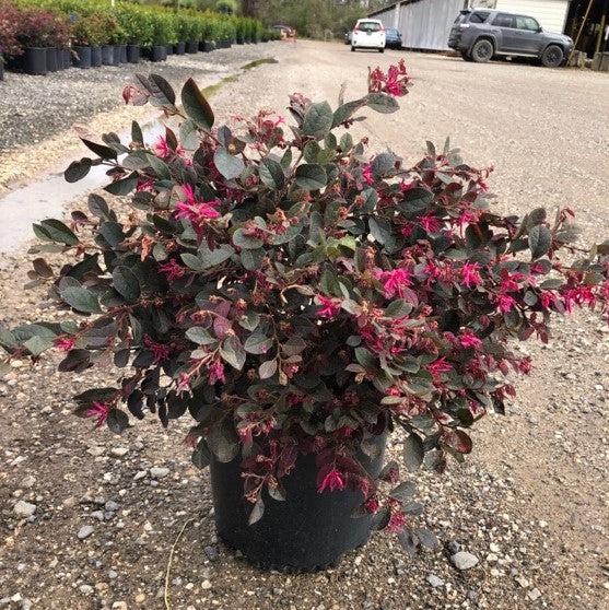 Ruby Loropetalum with burgundy foliage and vivid pink flowers