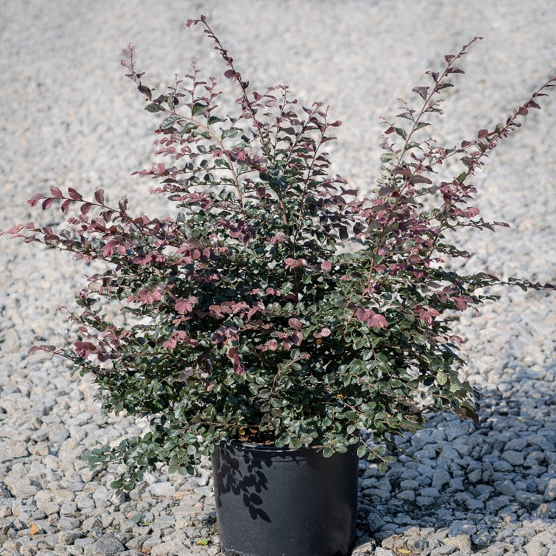 Ruby Loropetalum with burgundy foliage and vivid pink flowers