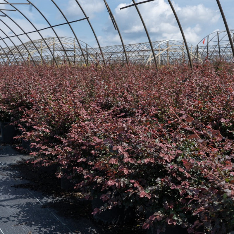 Ruby Loropetalum with burgundy foliage and vivid pink flowers