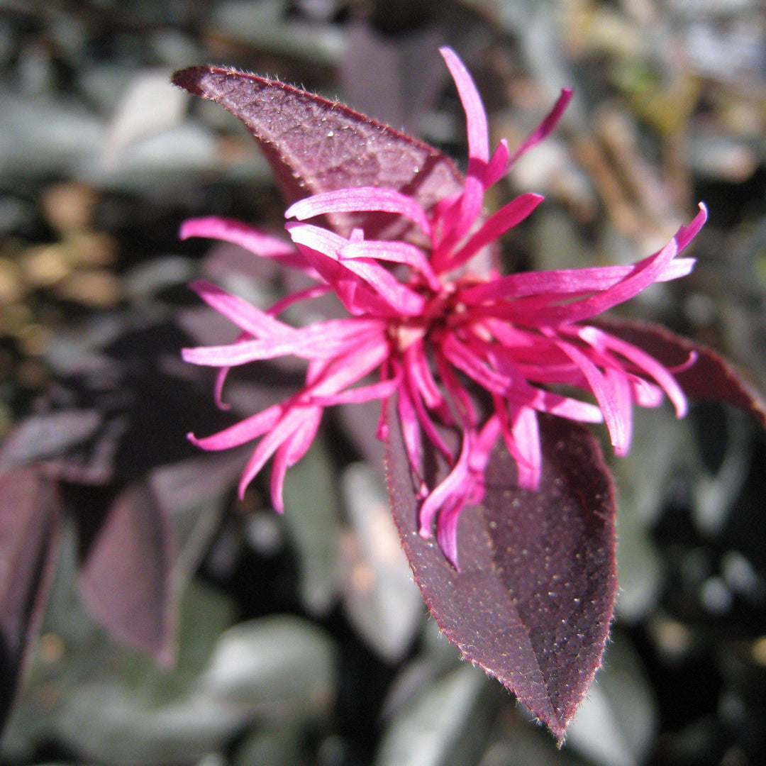 Zhuzhou Fuchsia Loropetalum with dark foliage and fuchsia flowers