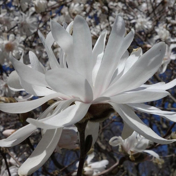 Centennial Star Magnolia with fragrant double white flowers