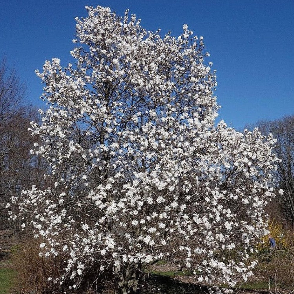 Centennial Star Magnolia with fragrant double white flowers