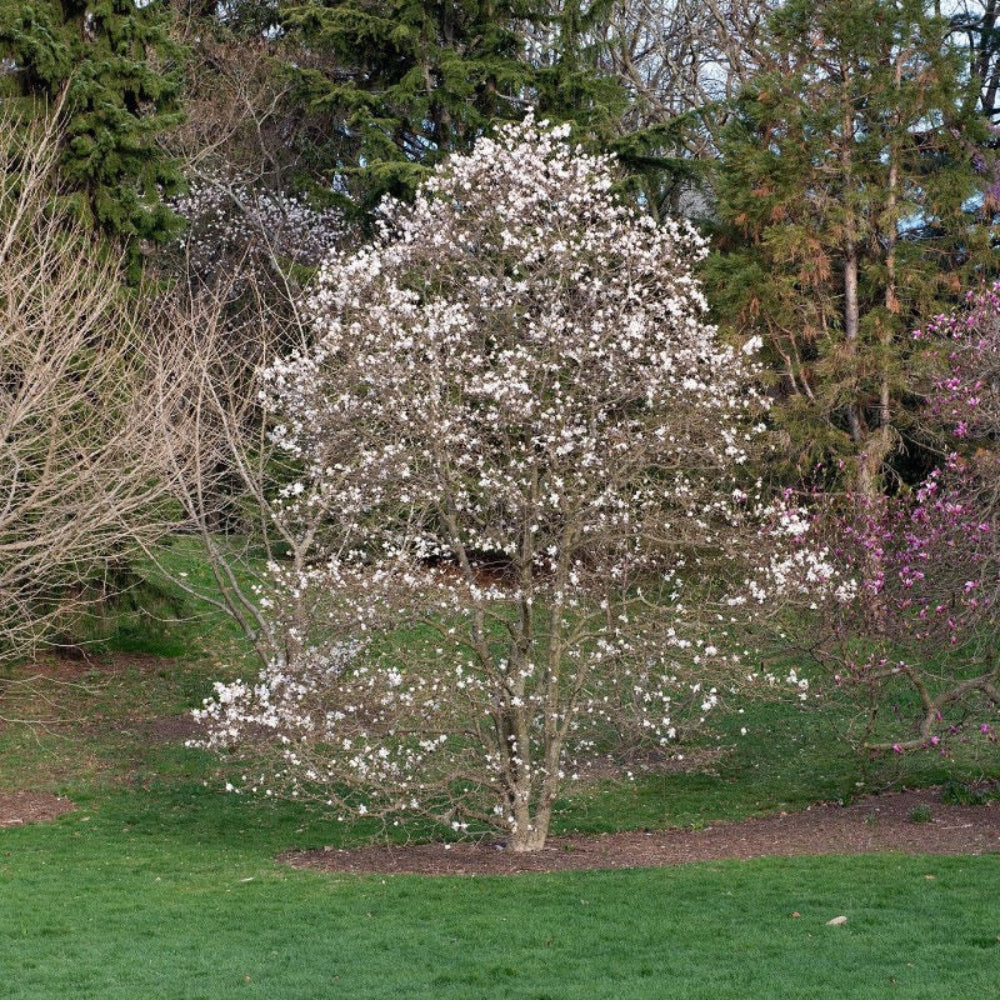 Centennial Star Magnolia with fragrant double white flowers