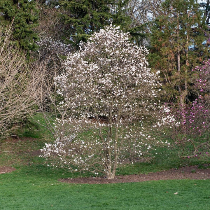 Centennial Star Magnolia with fragrant double white flowers