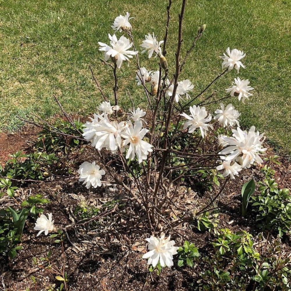 Centennial Star Magnolia with fragrant double white flowers