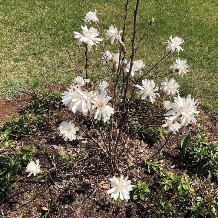 Centennial Star Magnolia with fragrant double white flowers